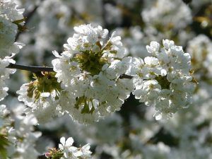 Marzo-Cerezo en flor