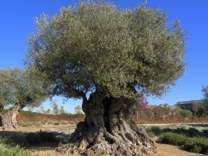 armonizacion-arboles-olivo